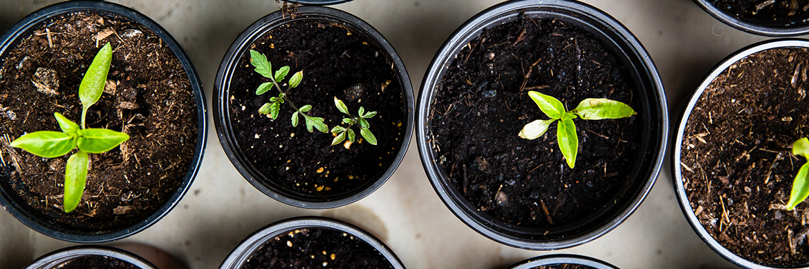 Sprouts in jars and pots