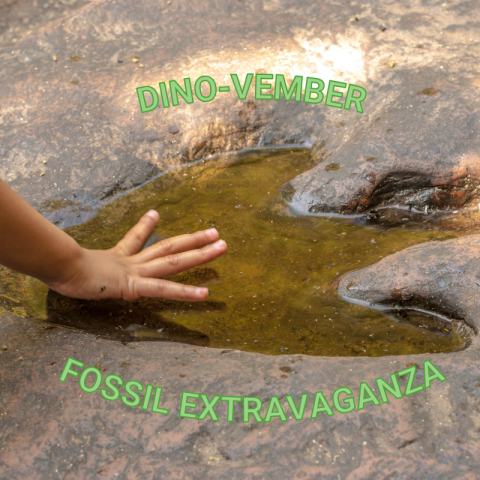 A dinosaur footprint on the dirt ground.