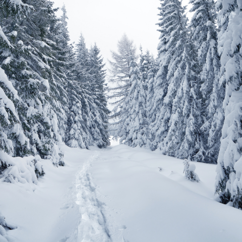 A winter scene in a forest.