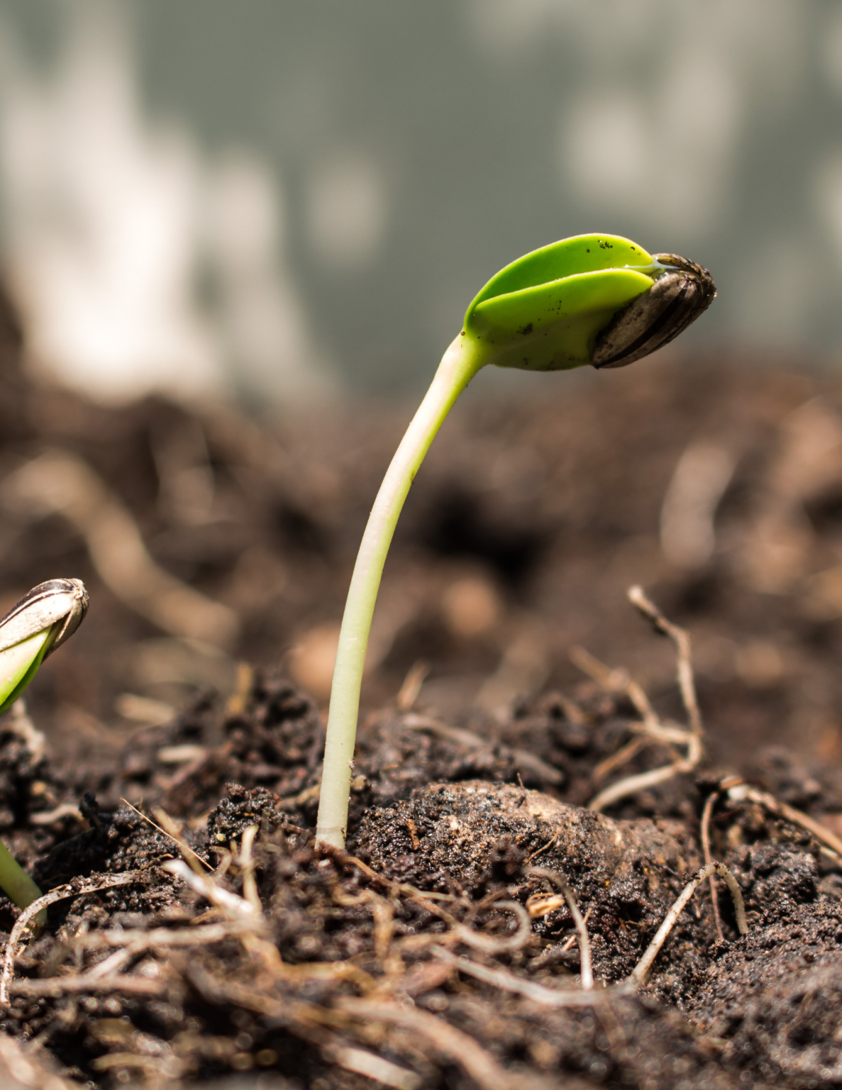 seed sprouting from the dirt