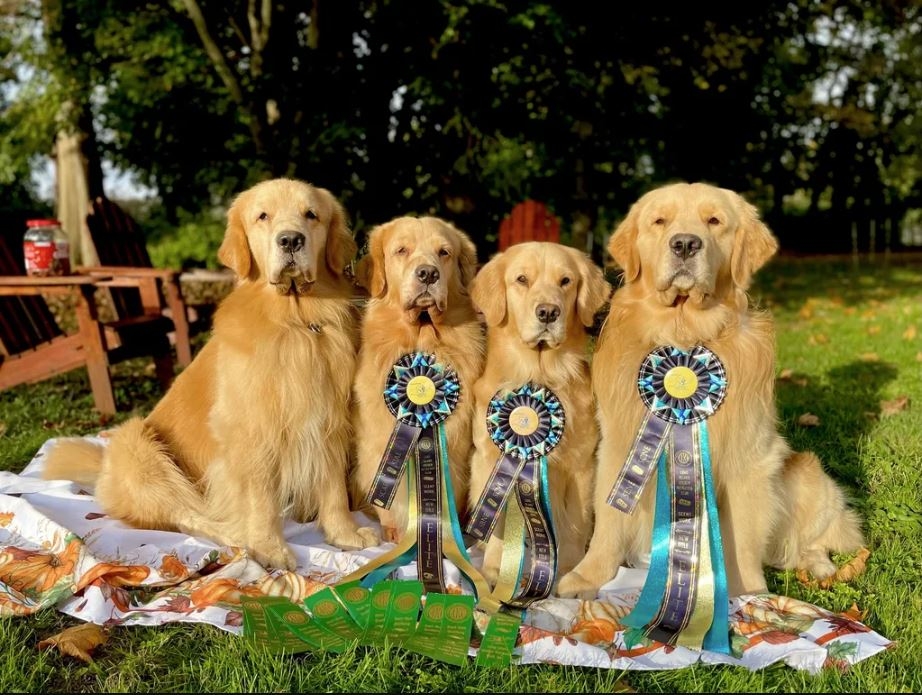 The Amazing Dancing Dogs