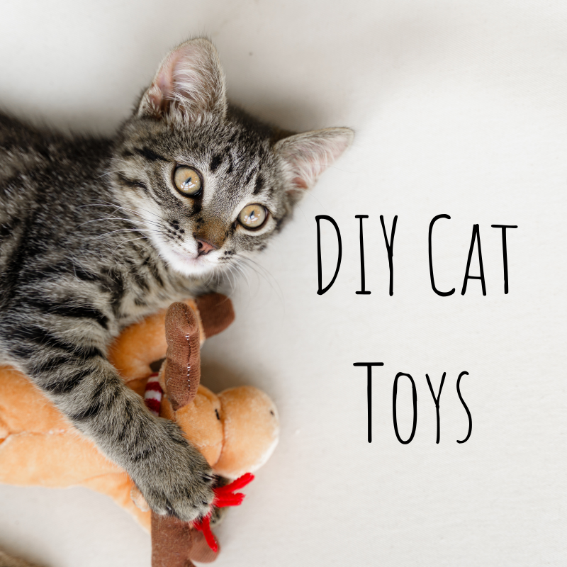 A cat playing with a stuffed animal toy.